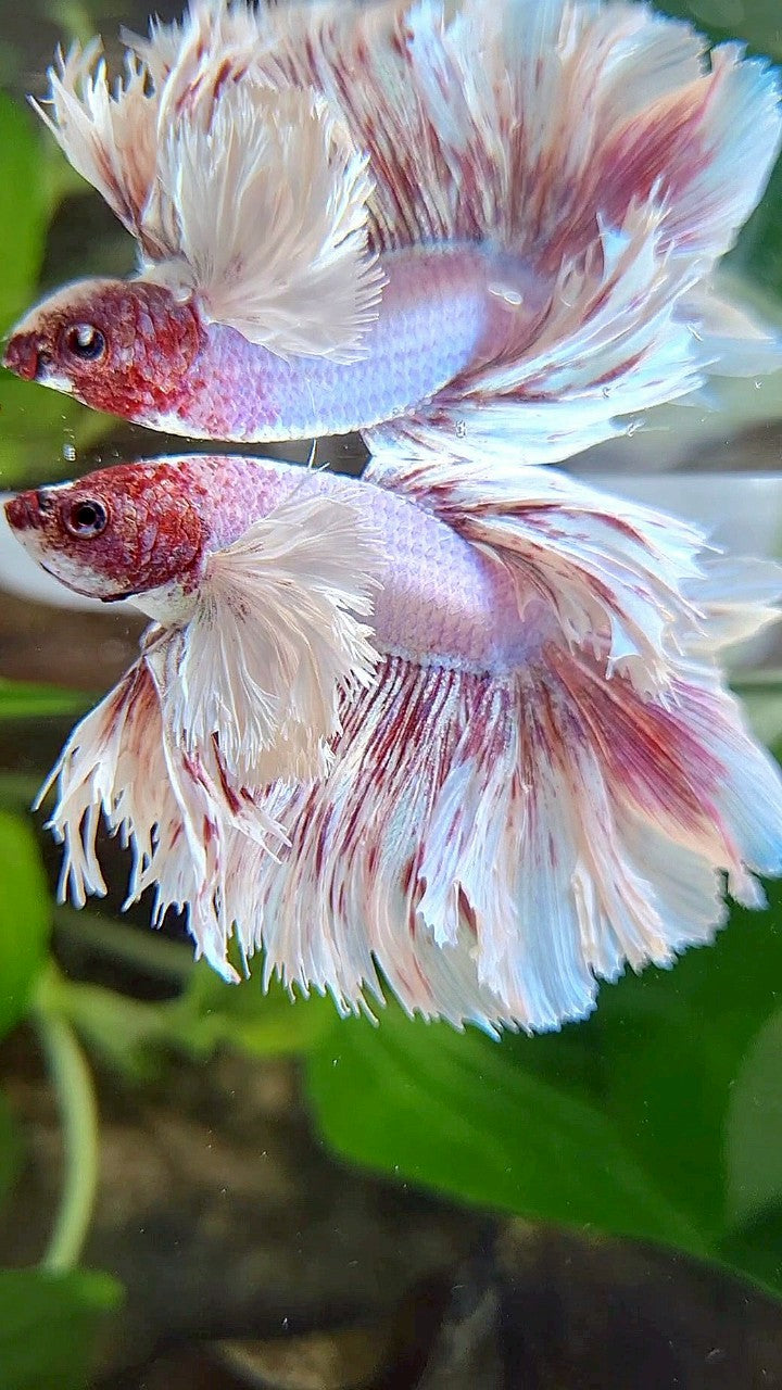 KING ROSETAIL HALFMOON SUPER DUMBO EAR PURPLE BUTTERFLY BETTA FISH