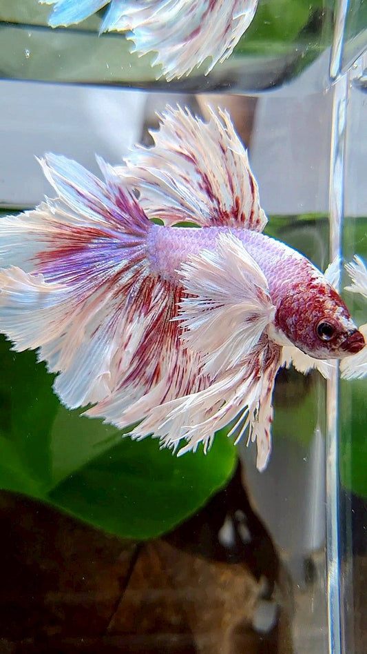 KING ROSETAIL HALFMOON SUPER DUMBO EAR PURPLE BUTTERFLY BETTA FISH
