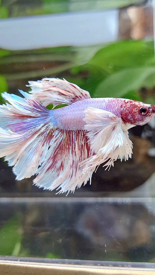KING ROSETAIL HALFMOON SUPER DUMBO EAR PURPLE BUTTERFLY BETTA FISH