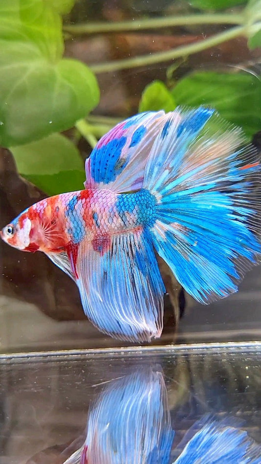 HALFMOON RAINBOW BLUE METTALIC MULTICOLOR BETTA FISH