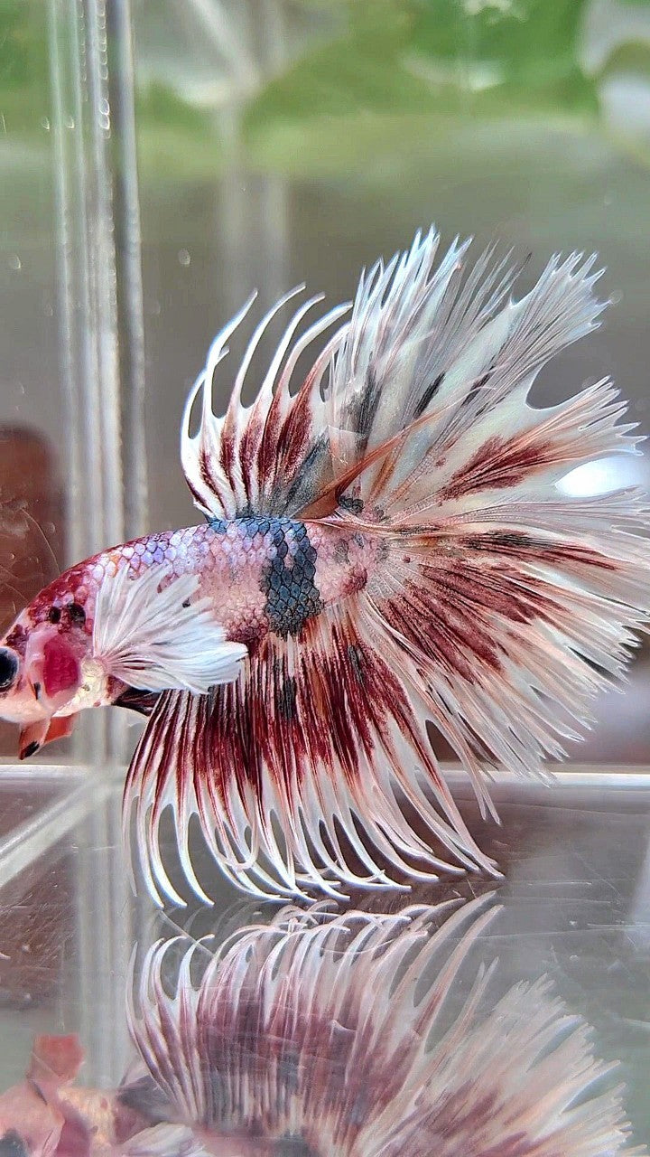 LUXURY CROWNTAIL DUMBO EAR RED PATTERN SPLASH COPPER MULTICOLOR BETTA FISH