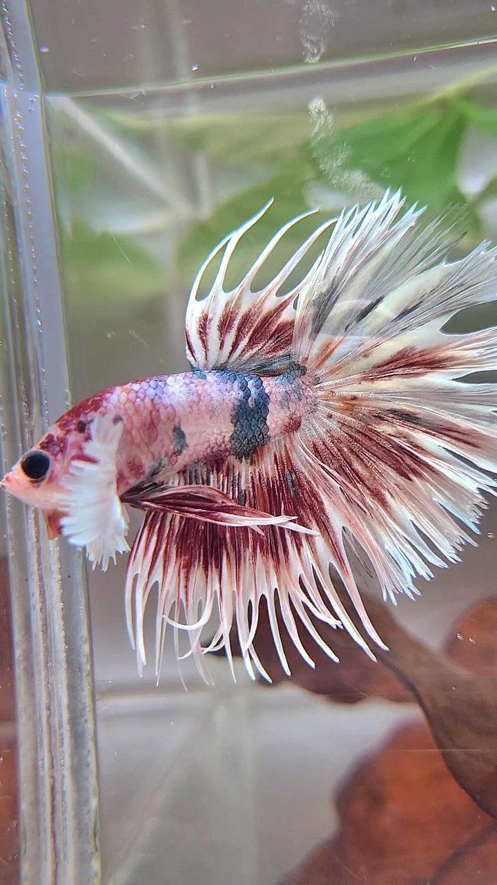 LUXURY CROWNTAIL DUMBO EAR RED PATTERN SPLASH COPPER MULTICOLOR BETTA FISH