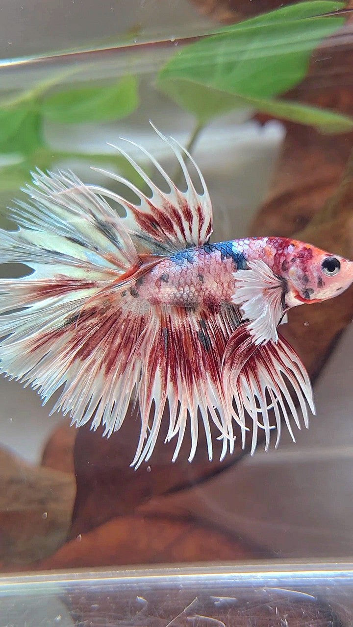 LUXURY CROWNTAIL DUMBO EAR RED PATTERN SPLASH COPPER MULTICOLOR BETTA FISH