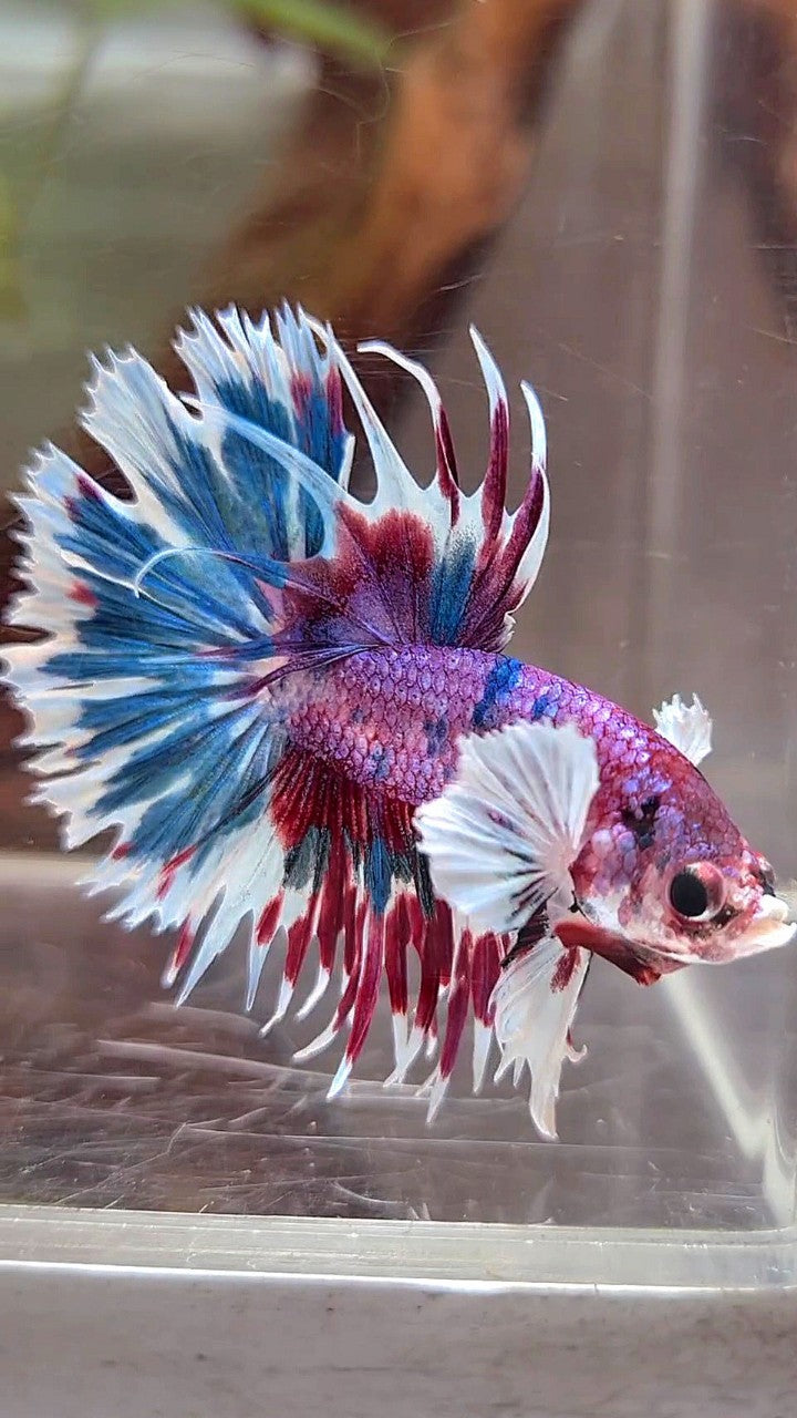 CROWNTAIL DUMBO EAR PURPLE CANDY PATTERN MULTICOLOR BETTA FISH