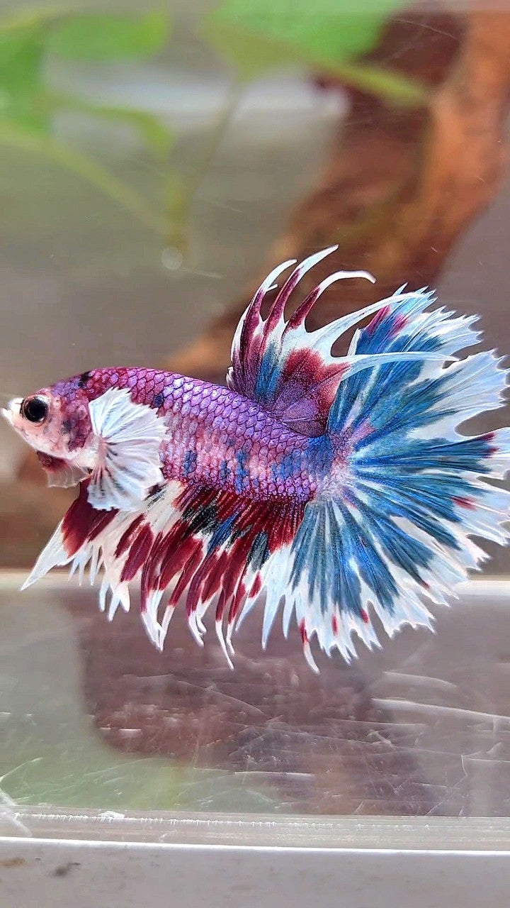 CROWNTAIL DUMBO EAR PURPLE CANDY PATTERN MULTICOLOR BETTA FISH