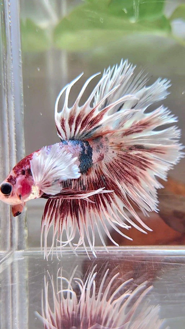 LUXURY CROWNTAIL DUMBO EAR RED PATTERN SPLASH COPPER MULTICOLOR BETTA FISH