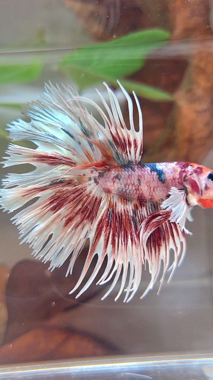 LUXURY CROWNTAIL DUMBO EAR RED PATTERN SPLASH COPPER MULTICOLOR BETTA FISH