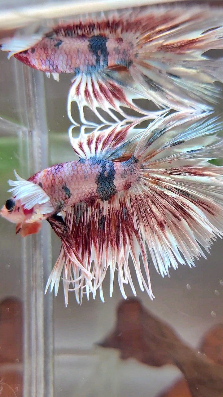 LUXURY CROWNTAIL DUMBO EAR RED PATTERN SPLASH COPPER MULTICOLOR BETTA FISH