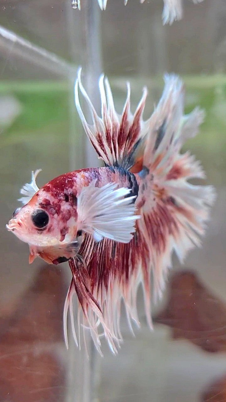 LUXURY CROWNTAIL DUMBO EAR RED PATTERN SPLASH COPPER MULTICOLOR BETTA FISH