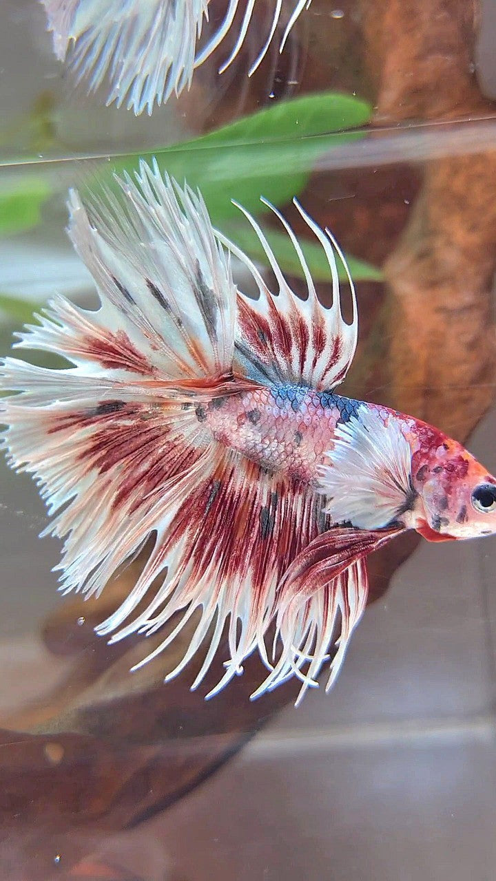 LUXURY CROWNTAIL DUMBO EAR RED PATTERN SPLASH COPPER MULTICOLOR BETTA FISH