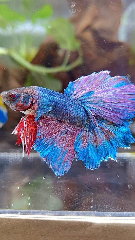 HALFMOON BLUE FANCY PINK BETTA FISH