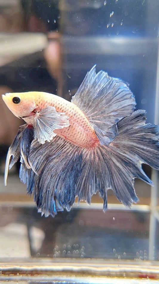 HALFMOON DUMBO EAR BLUE GRIZZLE BETTA FISH