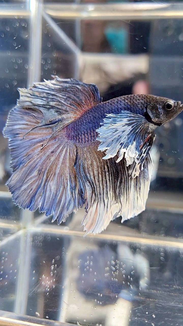 HALFMOON DUMBO EAR ROSETAIL BLUE DARK PURPLE BETTA FISH