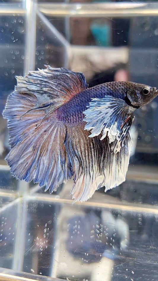 HALFMOON DUMBO EAR ROSETAIL BLUE DARK PURPLE BETTA FISH