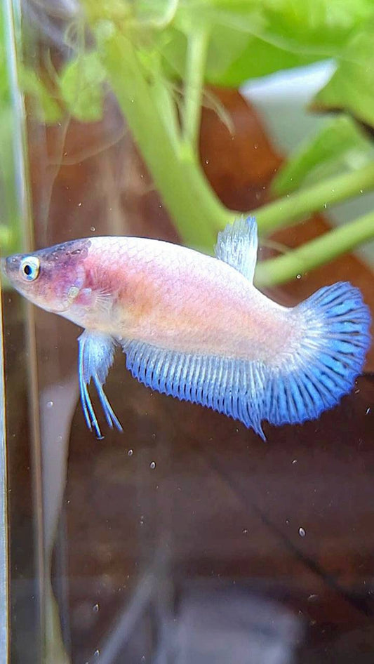 FEMALE PLAKAT WHITE CELLOPHANE BLACK HEAD BETTA FISH