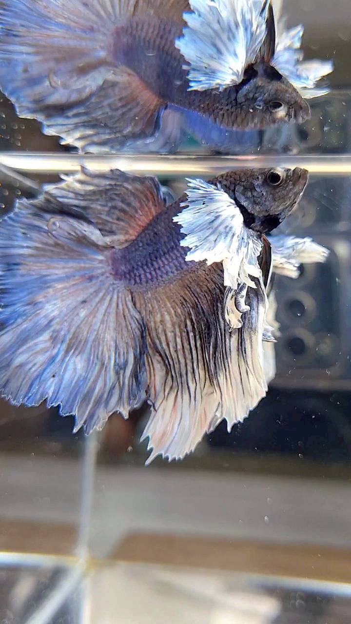 HALFMOON DUMBO EAR ROSETAIL BLUE DARK PURPLE BETTA FISH