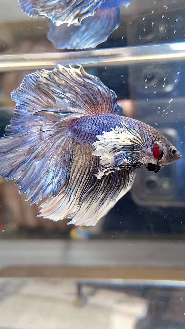 HALFMOON DUMBO EAR ROSETAIL BLUE DARK PURPLE BETTA FISH