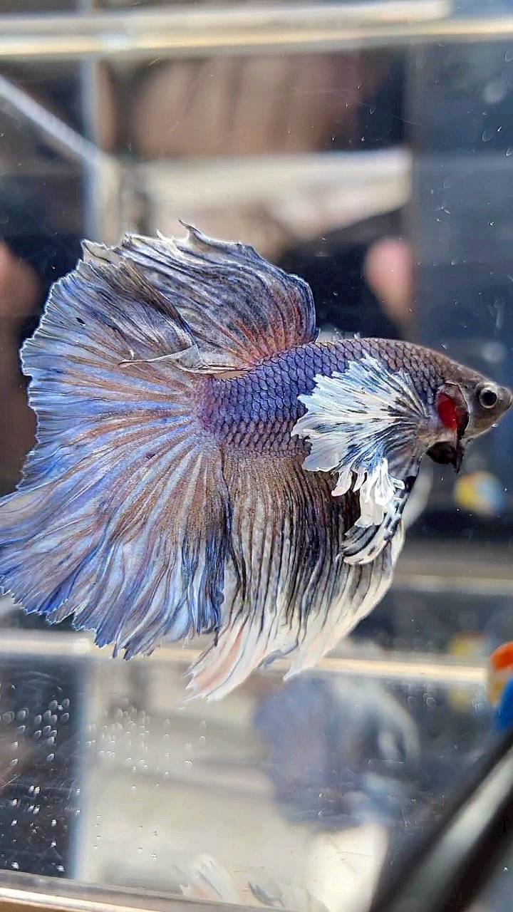 HALFMOON DUMBO EAR ROSETAIL BLUE DARK PURPLE BETTA FISH