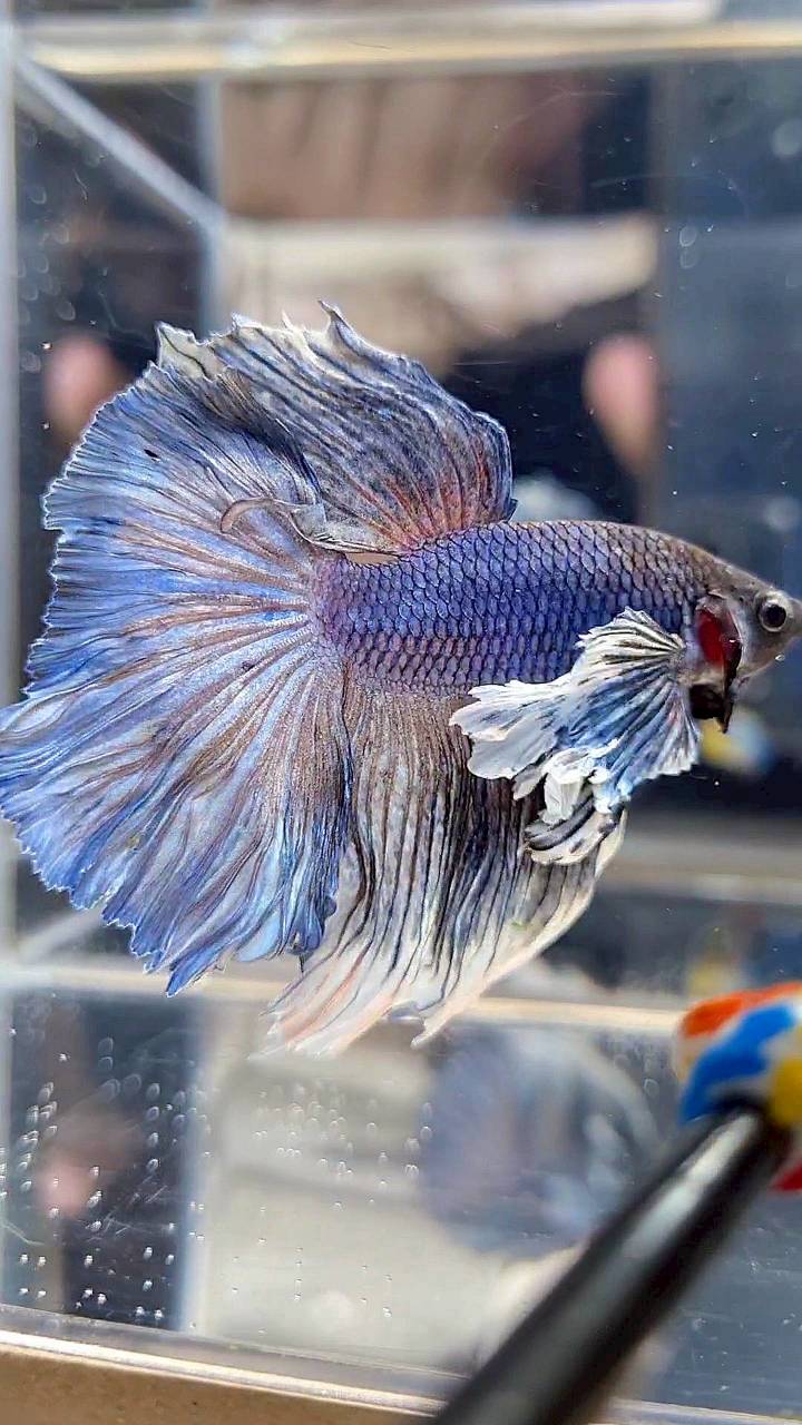 HALFMOON DUMBO EAR ROSETAIL BLUE DARK PURPLE BETTA FISH