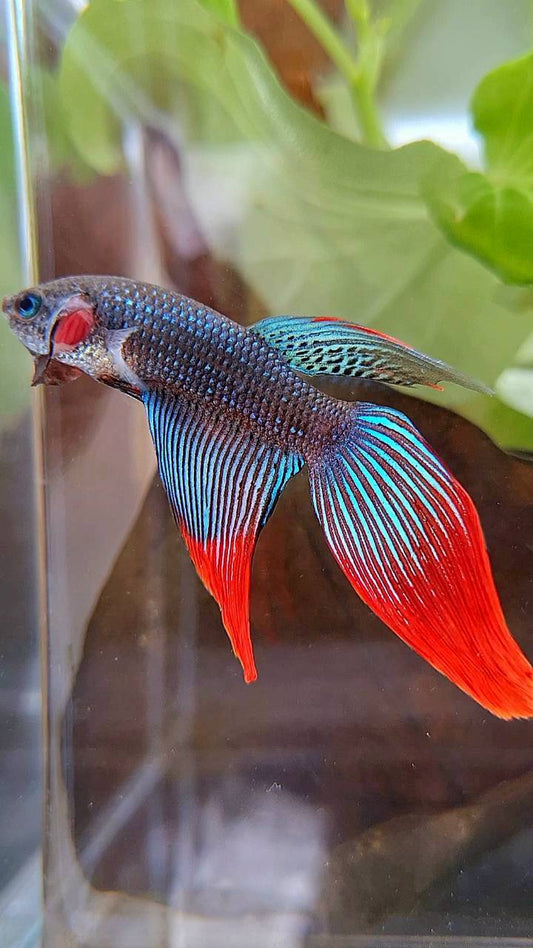 VEILTAIL IMBELIS RED GREEN HYBRID WILD BETTA FISH
