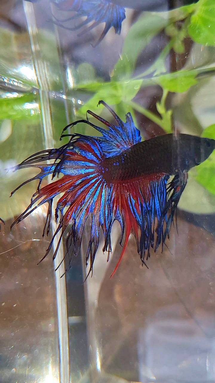 CROWNTAIL BLACK GALAXY AVATAR BETTA FISH