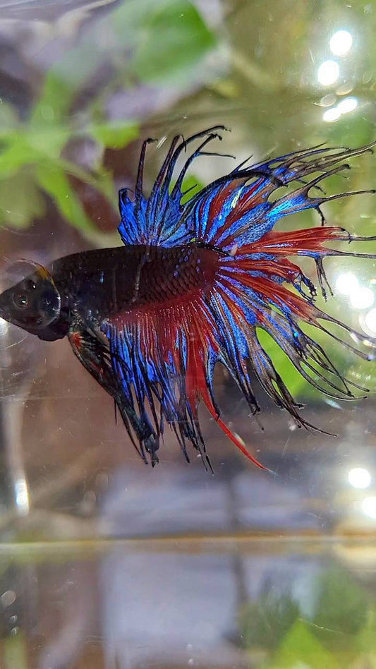 CROWNTAIL BLACK GALAXY AVATAR BETTA FISH