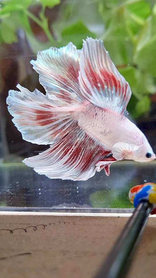 HALFMOON DOUBLE TAIL WHITE DRAGON RED WASH BETTA FISH
