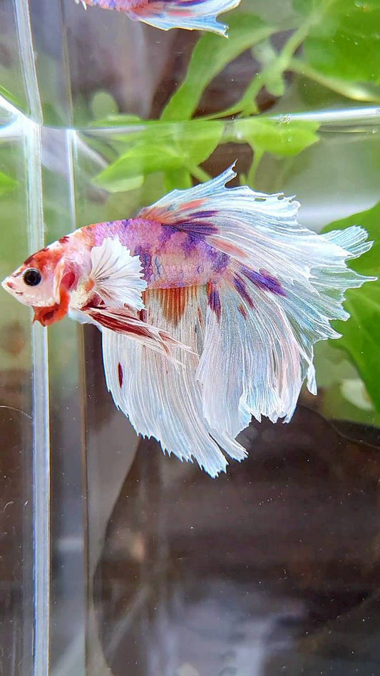 HALFMOON DUMBO EAR WHITE MULTICOLOR BETTA FISH