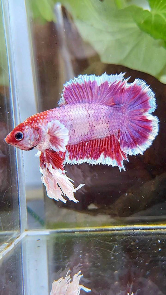 KING PLAKAT DOUBLE TAIL PINK PURPLE FANCY BETTA FISH
