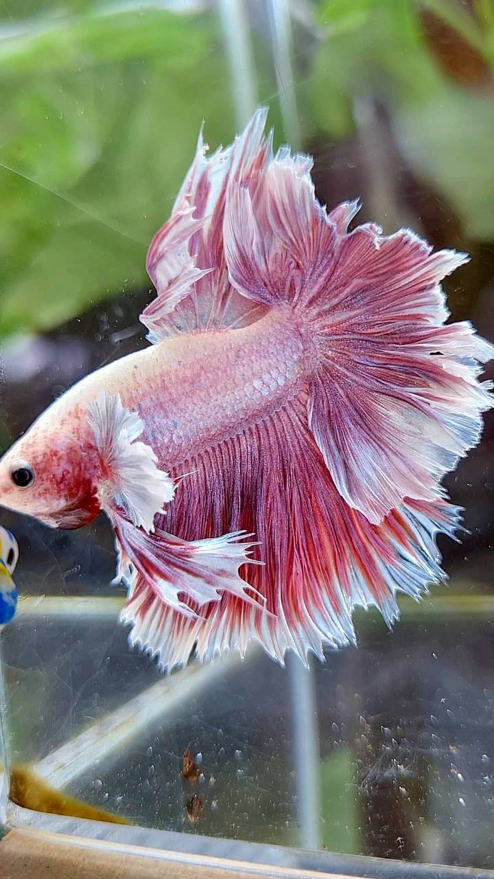 HALFMOON FEATHER TAIL BIG EAR PINK BETTA FISH