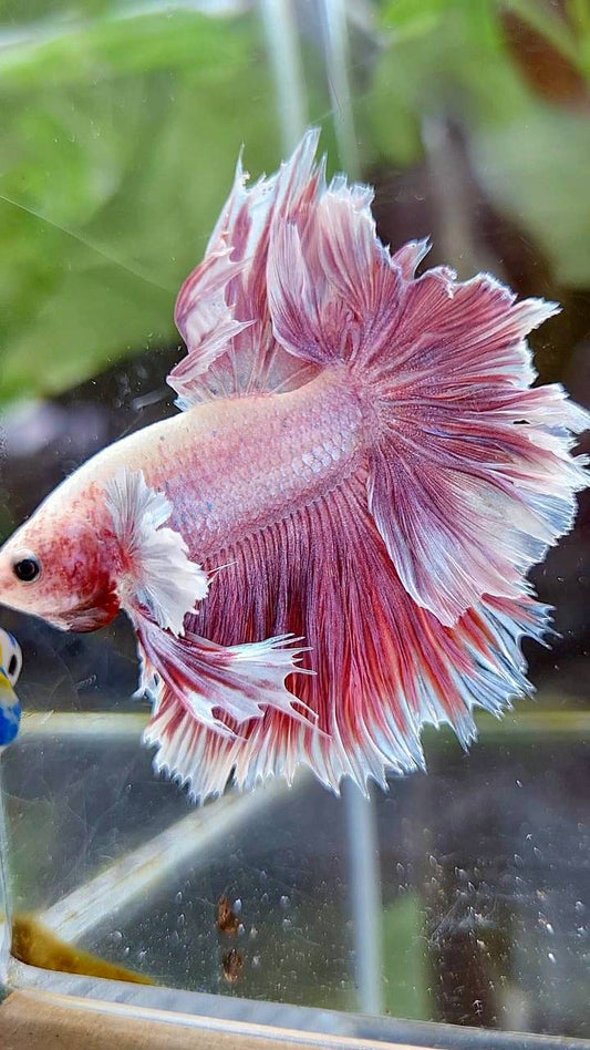 HALFMOON FEATHER TAIL BIG EAR PINK BETTA FISH