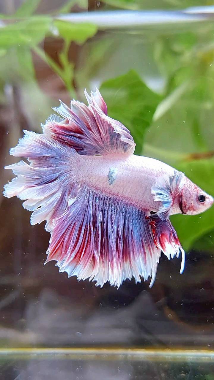 HALFMOON FEATHER TAIL BIG EAR PURPLE BETTA FISH (minus little wart)