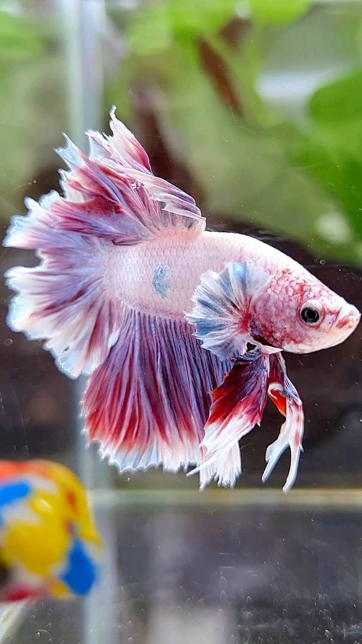 HALFMOON FEATHER TAIL BIG EAR PURPLE BETTA FISH (minus little wart)