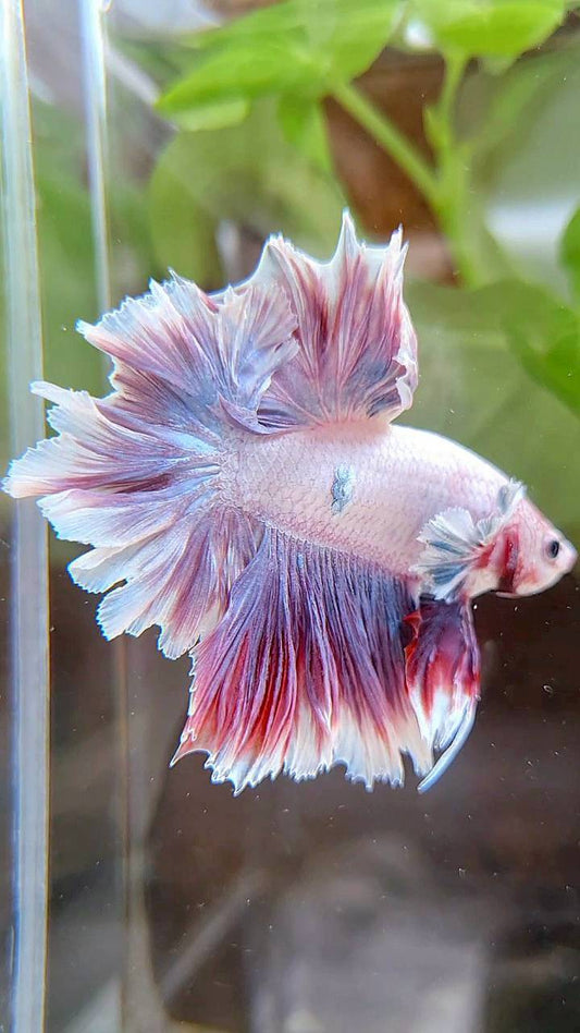 HALFMOON FEATHER TAIL BIG EAR PURPLE BETTA FISH (minus little wart)
