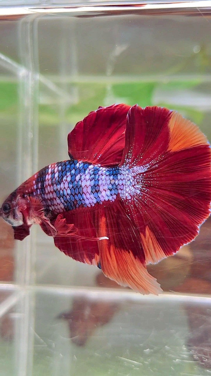XL HMPK RED NEMO FANCY MULTICOLOR BETTA FISH – Rare Betta Fish Store