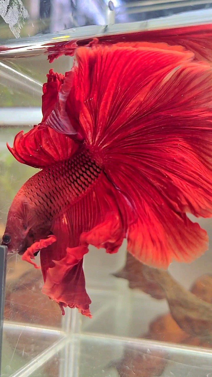 XL HALFMOON ROSETAIL SUPER RED BETTA FISCH