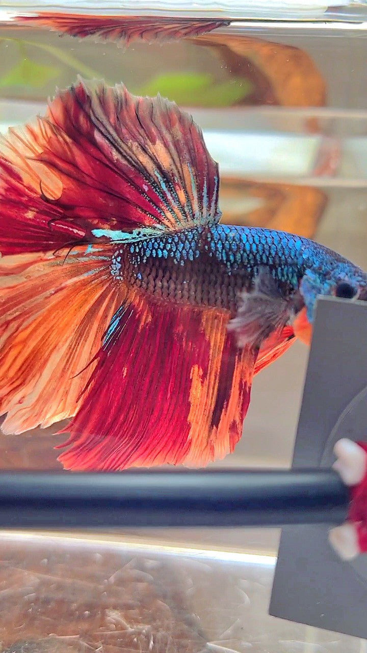 XL HALFMOON ROSETAIL BLACK NEMO GALAXY MULTICOLOR BETTA FISH