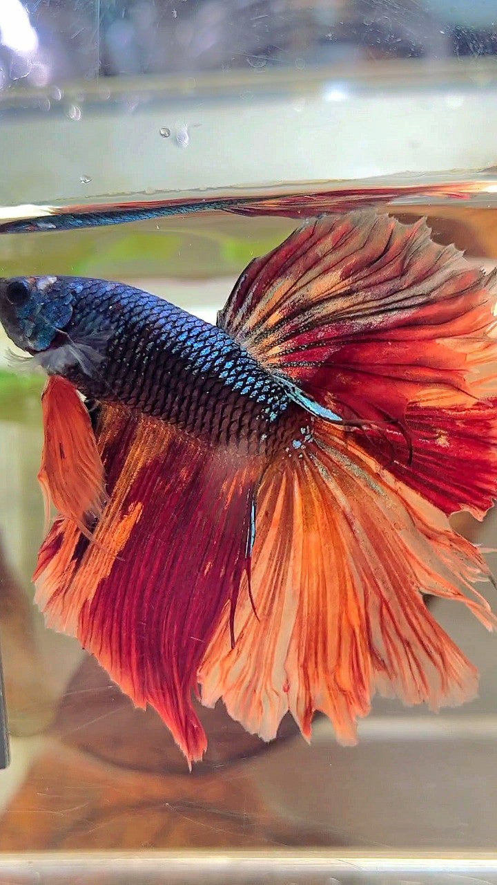 XL HALFMOON ROSETAIL BLACK NEMO GALAXY MULTICOLOR BETTA FISH