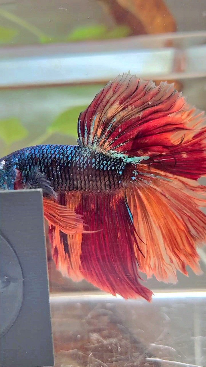 XL HALFMOON ROSETAIL BLACK NEMO GALAXY MULTICOLOR BETTA FISH