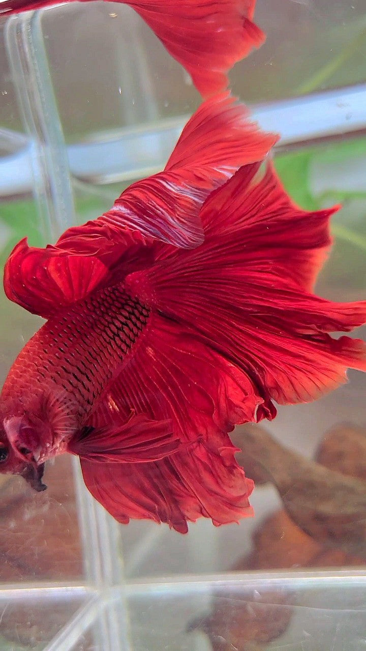 XL HALFMOON ROSETAIL SUPER RED BETTA FISCH