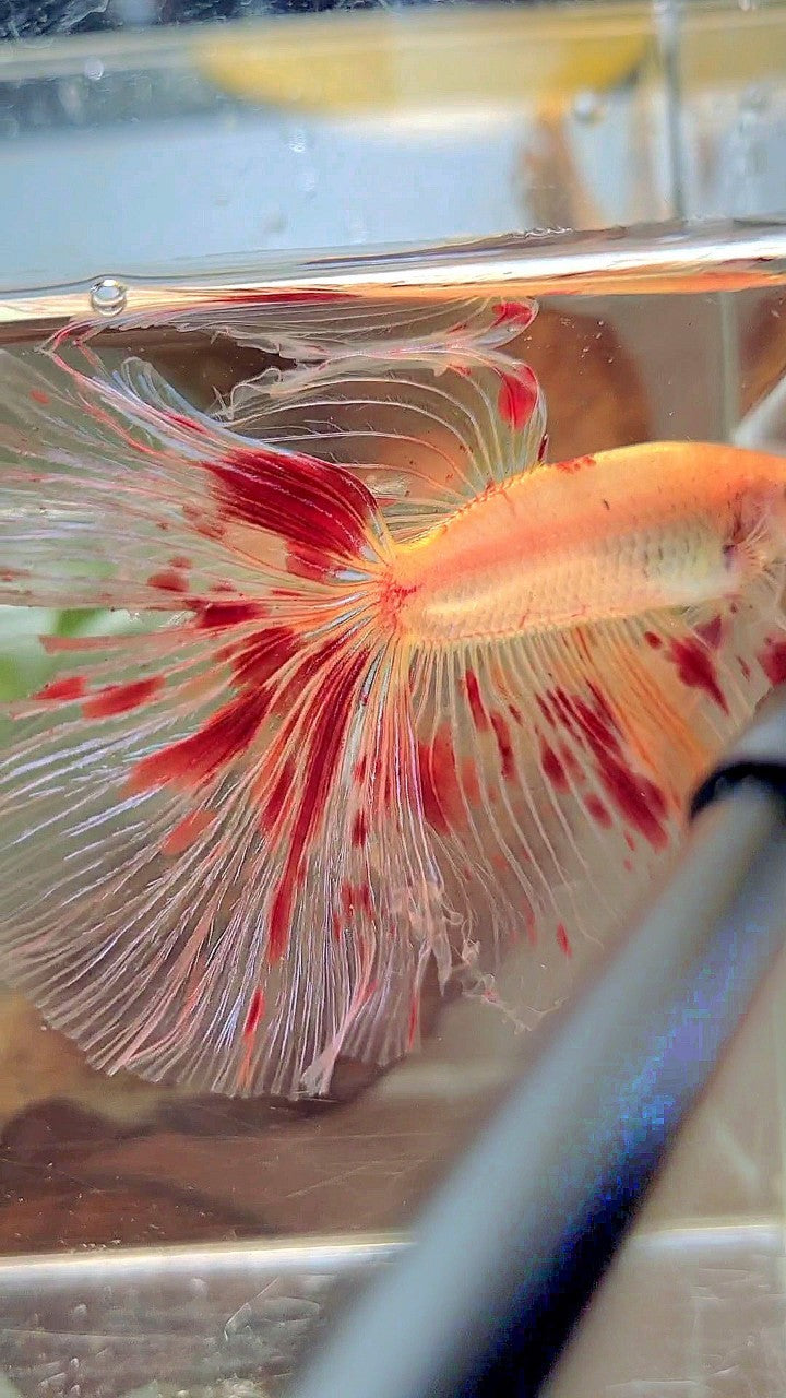 XL HALFMOON OVERTAIL ROSETAIL ARMAGEDDON VANDA BETTA FISH