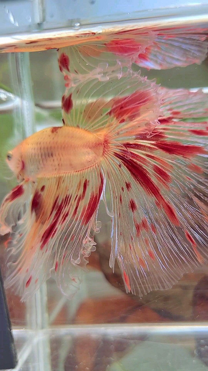 XL HALFMOON OVERTAIL ROSETAIL ARMAGEDDON VANDA BETTA FISH