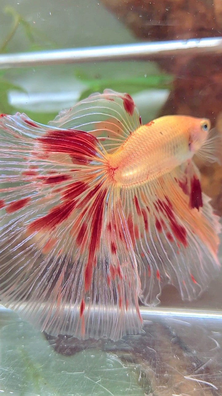 Vanda Color Betta XL HALFMOON OVERTAIL ROSETAIL ARMAGEDDON VANDA BETTA FISH – Rare Betta ...