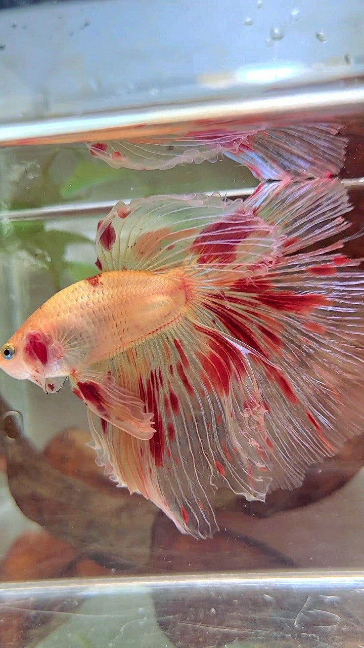 XL HALFMOON OVERTAIL ROSETAIL ARMAGEDDON VANDA BETTA FISH