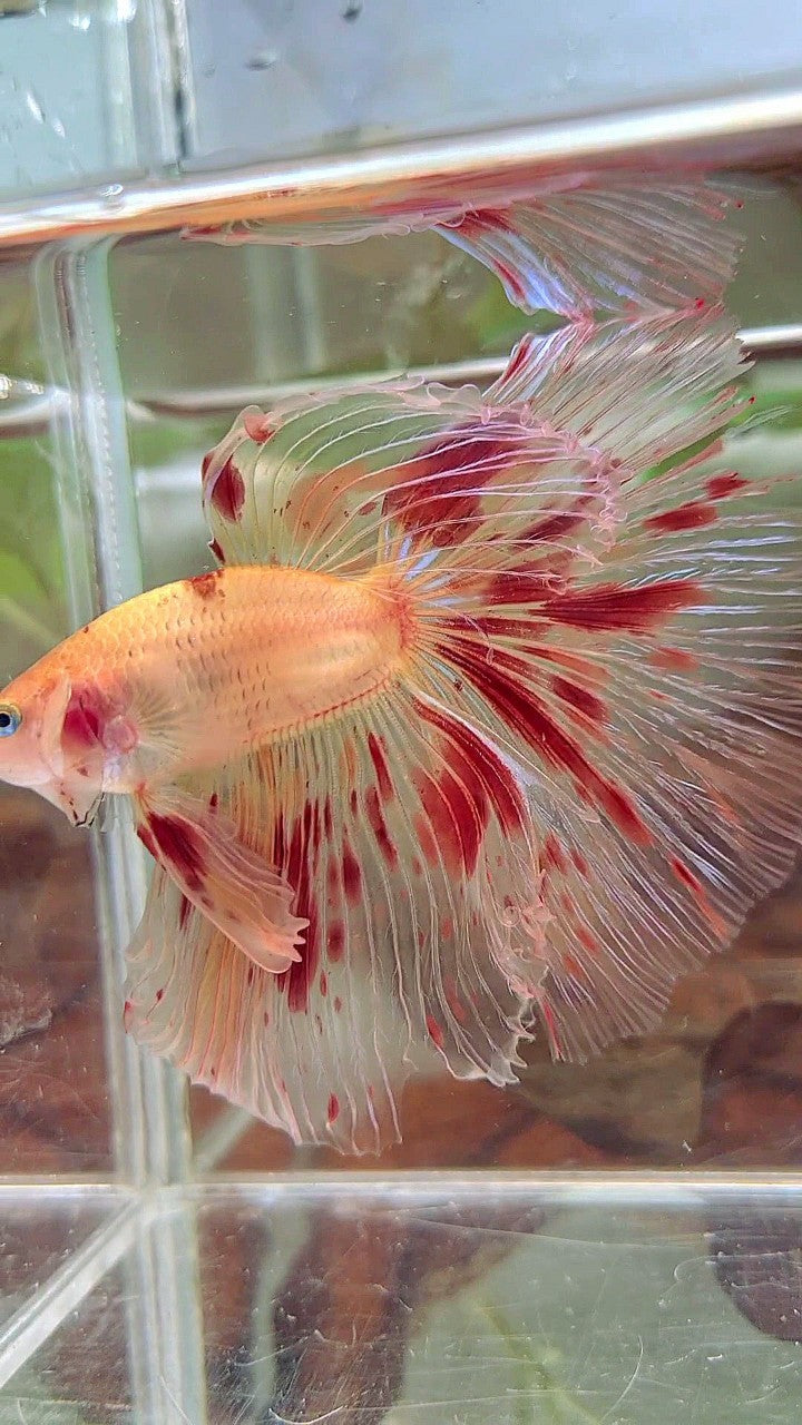 Vanda Color Betta XL HALFMOON OVERTAIL ROSETAIL ARMAGEDDON VANDA BETTA FISH – Rare Betta ...