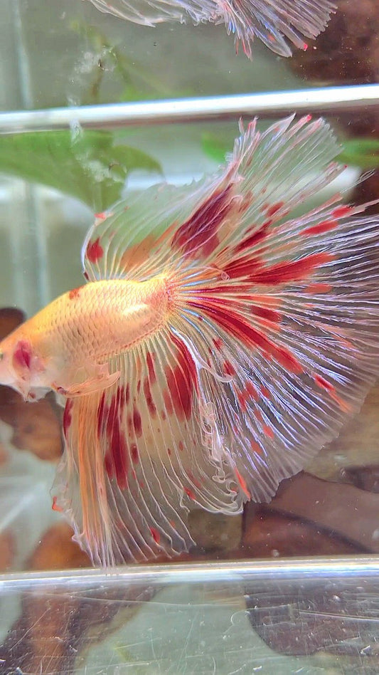 XL HALFMOON OVERTAIL ROSETAIL ARMAGEDDON VANDA BETTA FISH