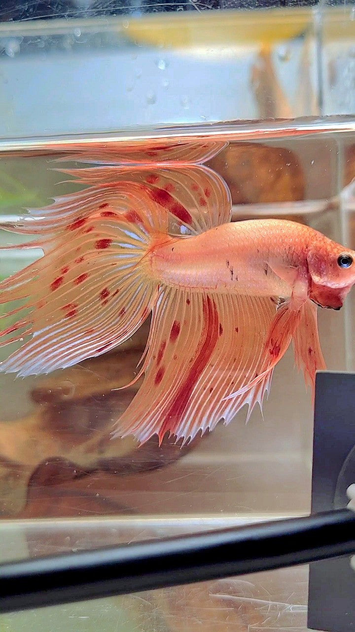 Vanda Color Betta XL VEILTAIL ARMAGEDDON VANDA BETTA FISH – Rare Betta Fish Store