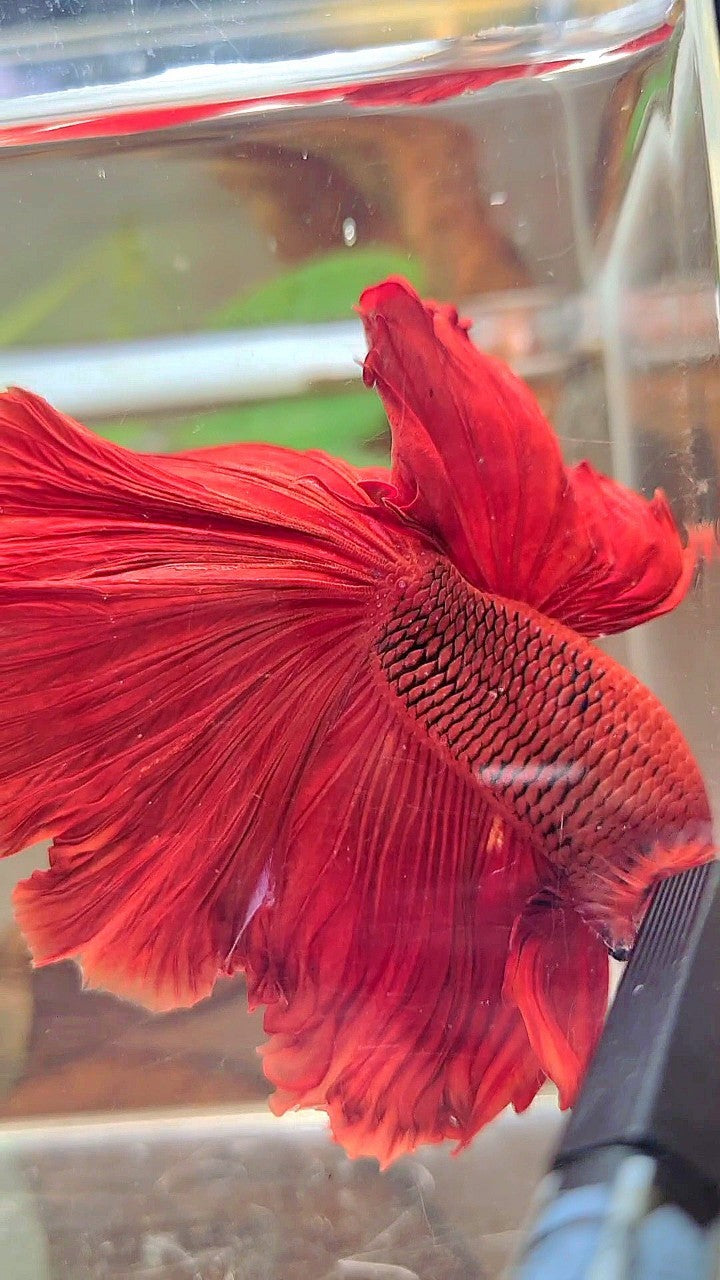 XL HALFMOON ROSETAIL SUPER RED BETTA FISCH