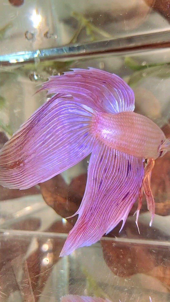 Vanda Color Betta XL VEILTAIL PINK ARMAGEDDON VANDA PREMIUM BETTA FISH – Rare Betta Fish ...