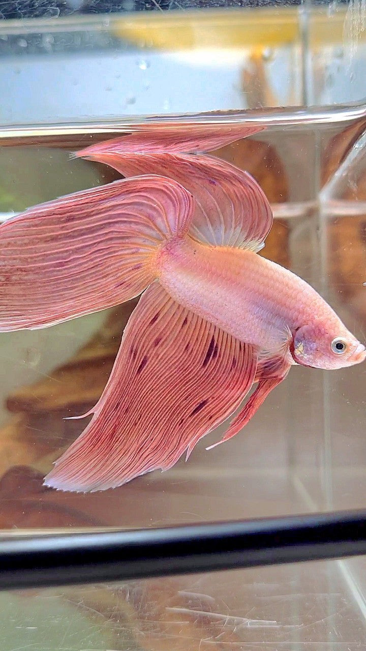 Vanda Color Betta XL VEILTAIL PINK ARMAGEDDON VANDA PREMIUM BETTA FISH – Rare Betta Fish ...
